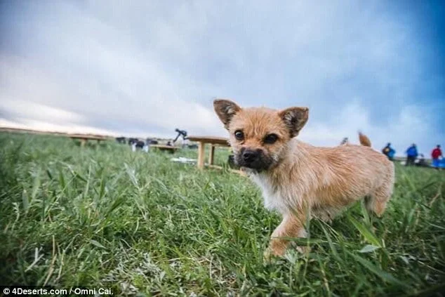 Gobi