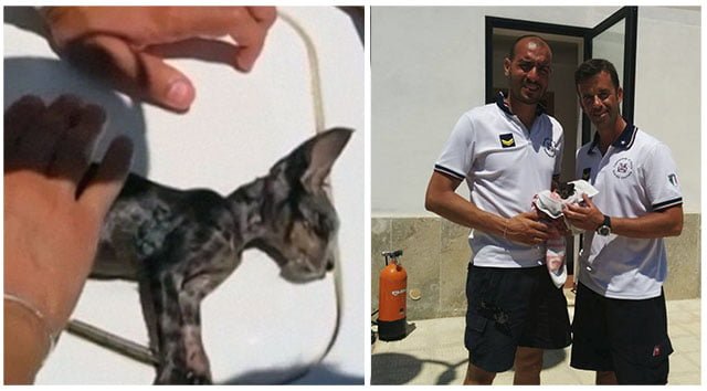 Guardia costera revivió a un gatito en italia