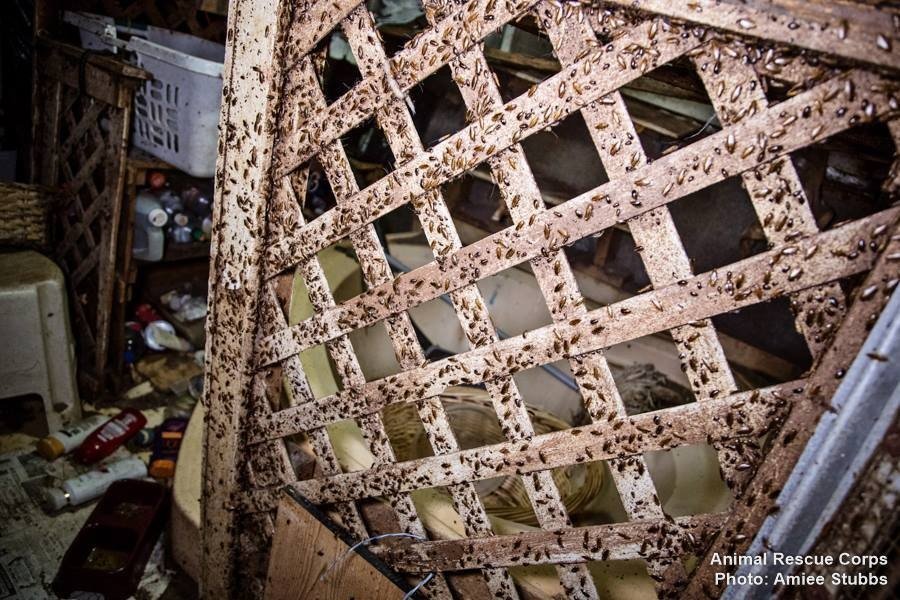 Horrible lugar plagado de ratas y heces