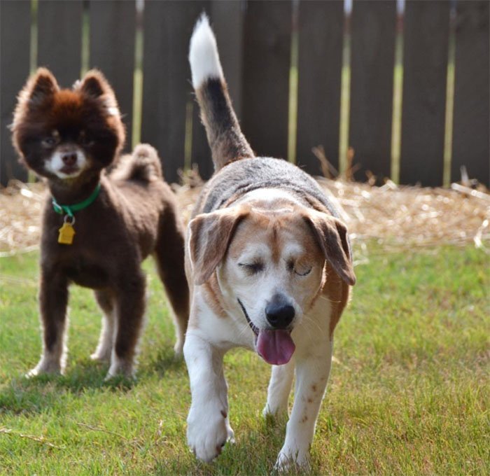 Jag y Shep