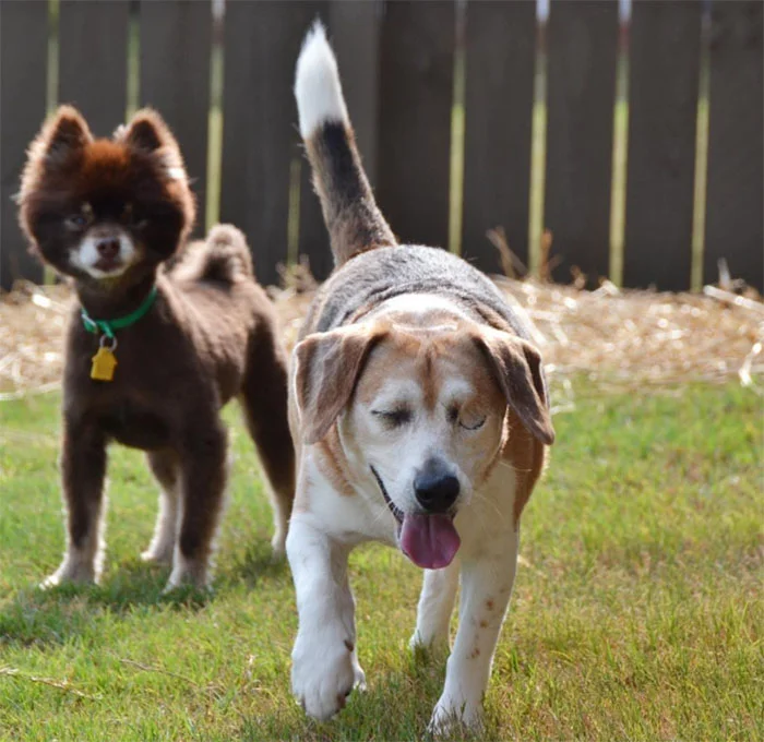 Jag y Shep