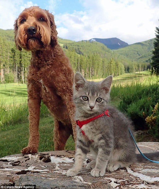 Jessie y Koda de aventuras