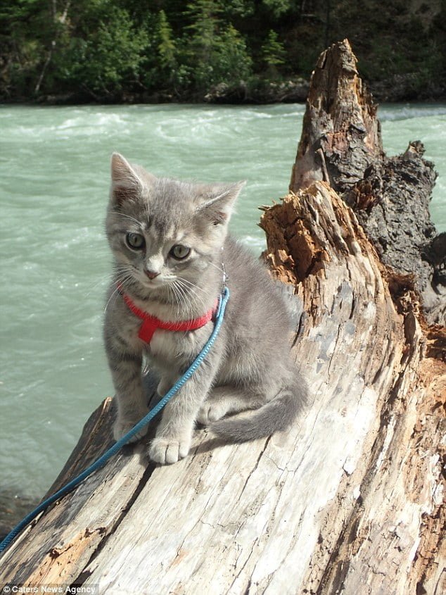 Koda en el río