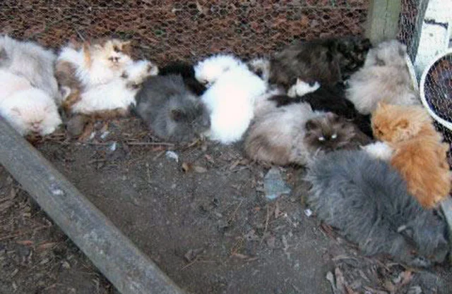 Las fábricas de gatitos son lugares horribles Las fábricas de gatitos son lugares horribles