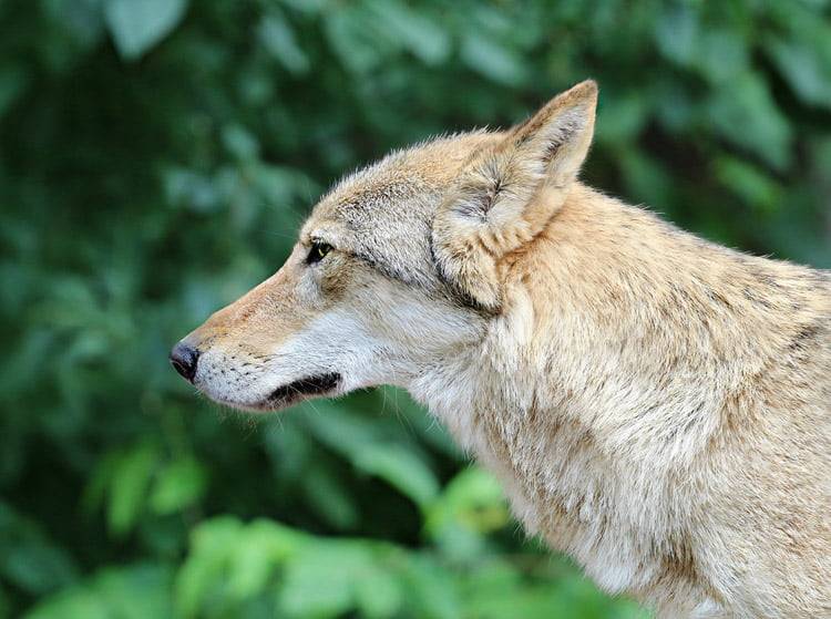 Lobo gris en peligro