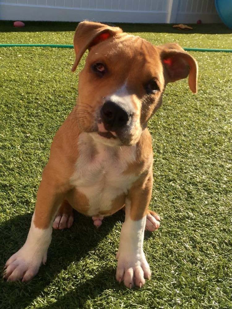 Opie
