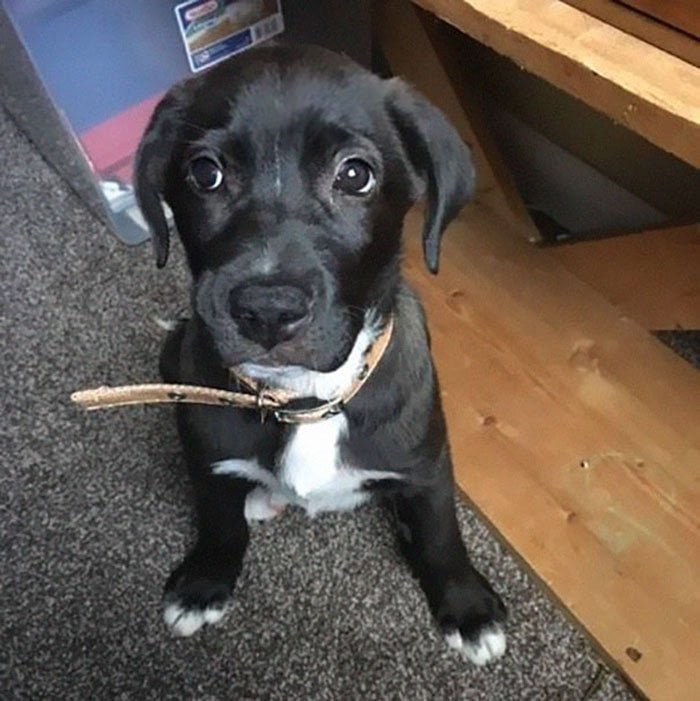 Perro abandonado