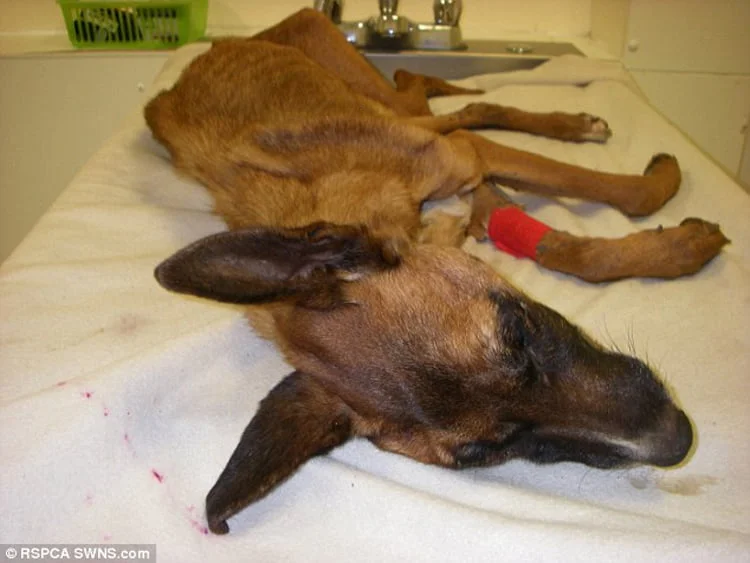 Perro en desnutricion extrema