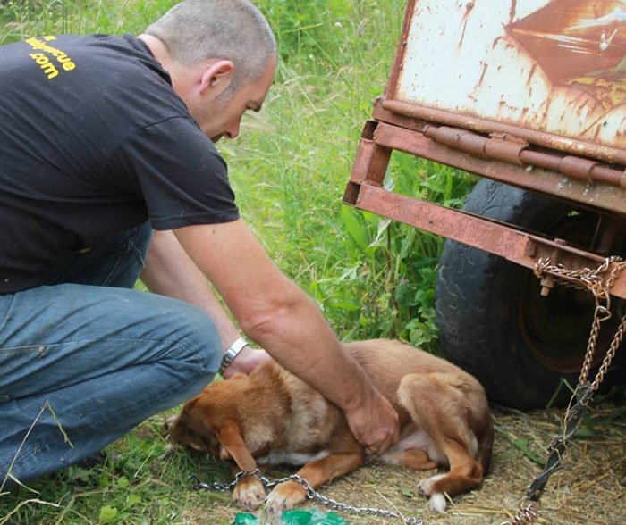 Perro encadenado fue rescatado