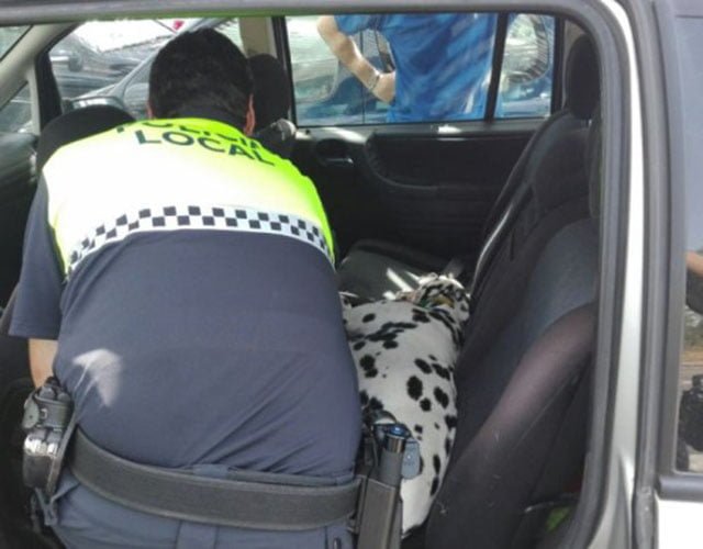 Perro encerrado en coche caliente