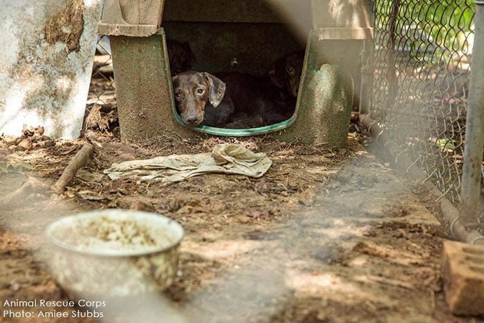 Perro encerrados en una granja