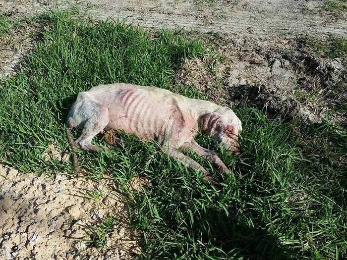 Perro encontrado a un lado de la carretera