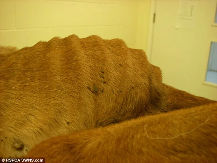 Perro extremamente desnutrido