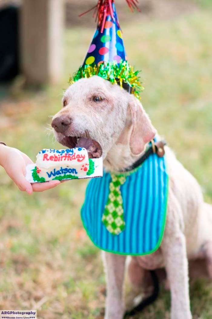 Perro feliz