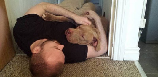 Perro incautado por parecer pit bull regresa a casa