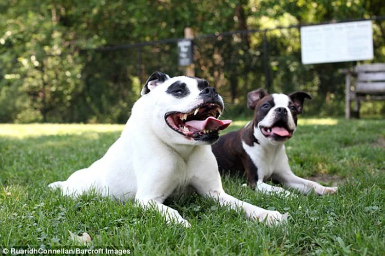 Perro jorobado y su hermano