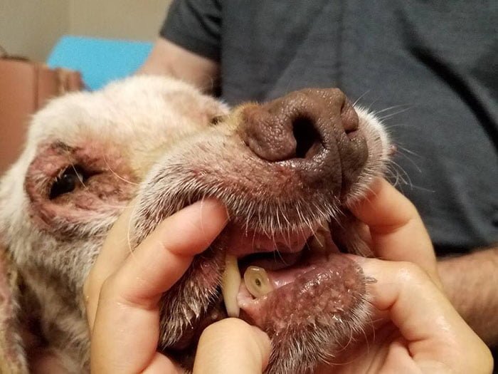 Perro le faltan dientes