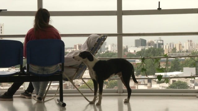 Perro murió esperando a su humano que falleció en un hospital