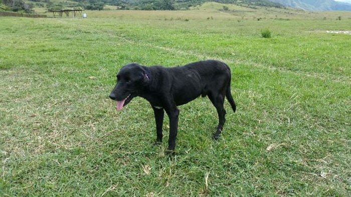 Perro rescatado por soldados
