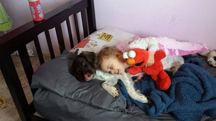 Perro salva a diario a niña epiléptica