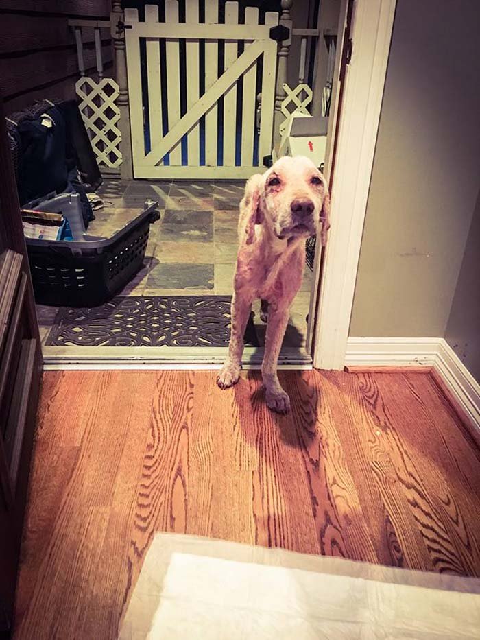 Perro tenía miedo