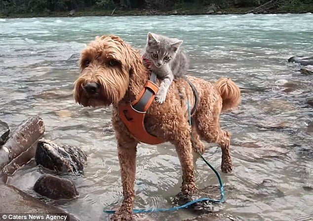 Perro y gatito buenos amigos