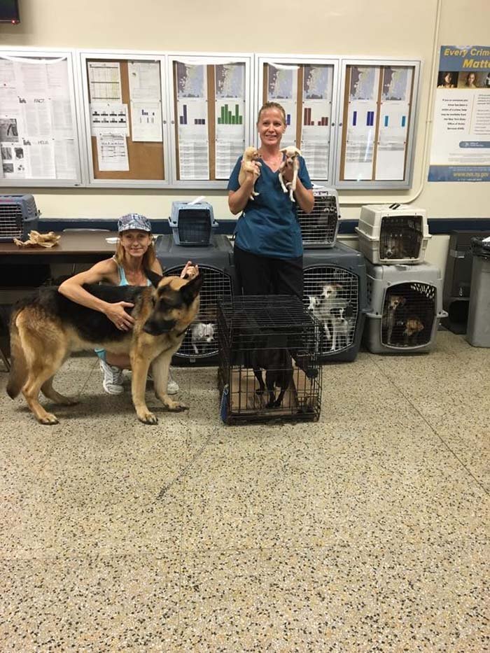 Perros rescatados por la policía