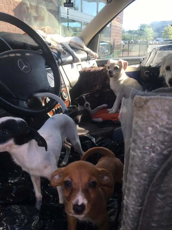 Perros viviendo en un auto caliente