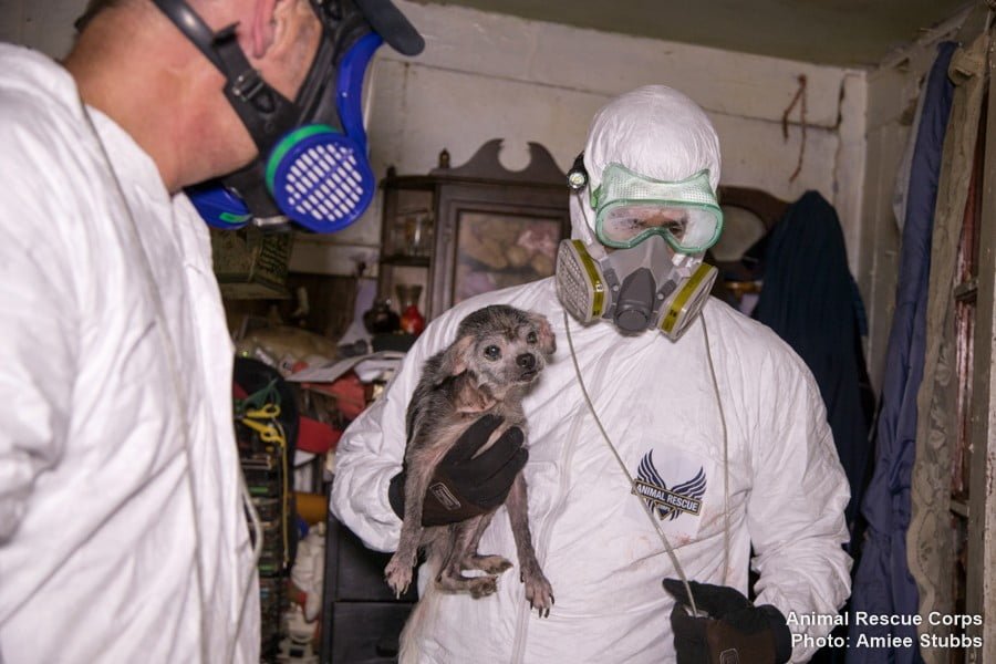 Perros y gatos rescatados