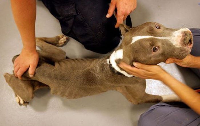 Pit bull demacrado