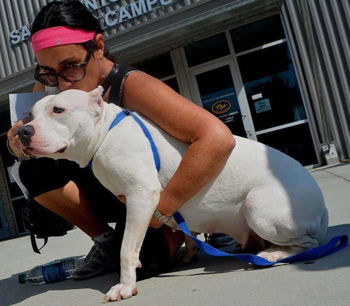 Pit bull rescatado ha mejorado