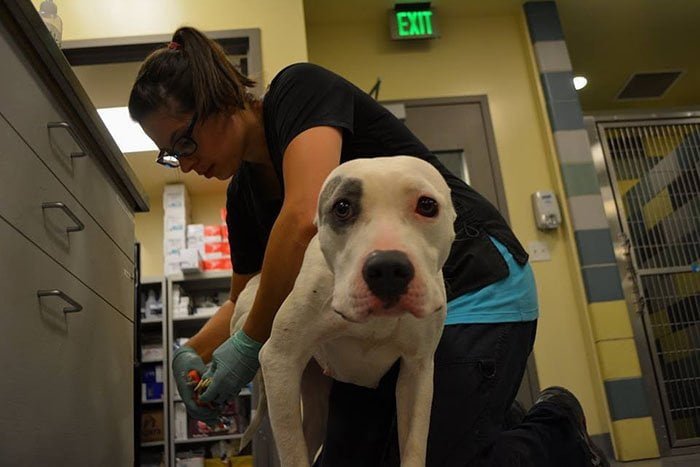Pit bull rescatado