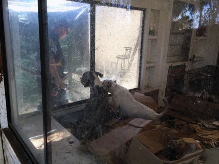 Pit bulls abandonados en Riverside