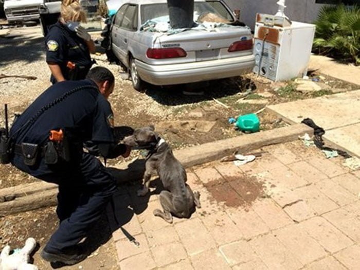 Pit bulls demacrados fueron rescatados