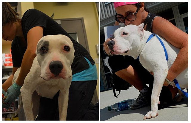Pit bulls rescatados a punto de morir de hambre