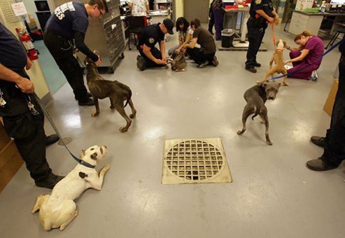 Pit bulls rescatados en Riverside