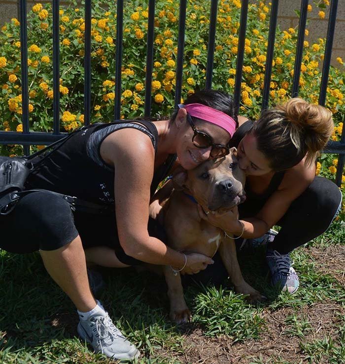 Pit bulls se están recuperando
