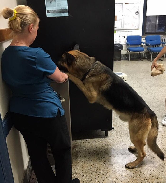 Policía rescata 22 perros