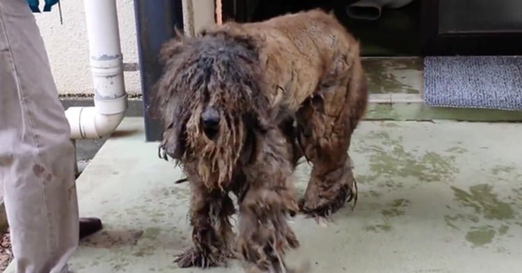 Poodle