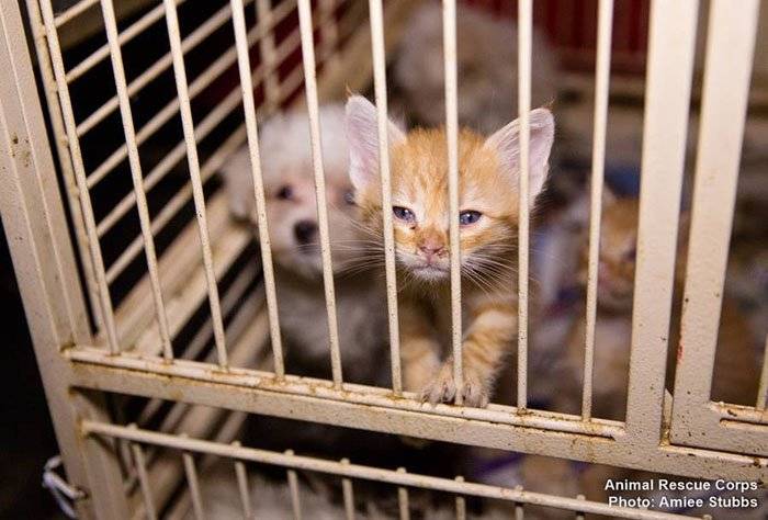 Rescatados de una fábrica de cachorros