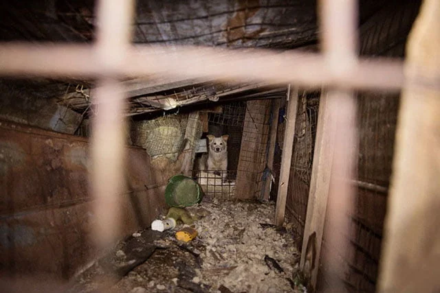 Rescatan animales que vivieron entre su propia suciedad durante años