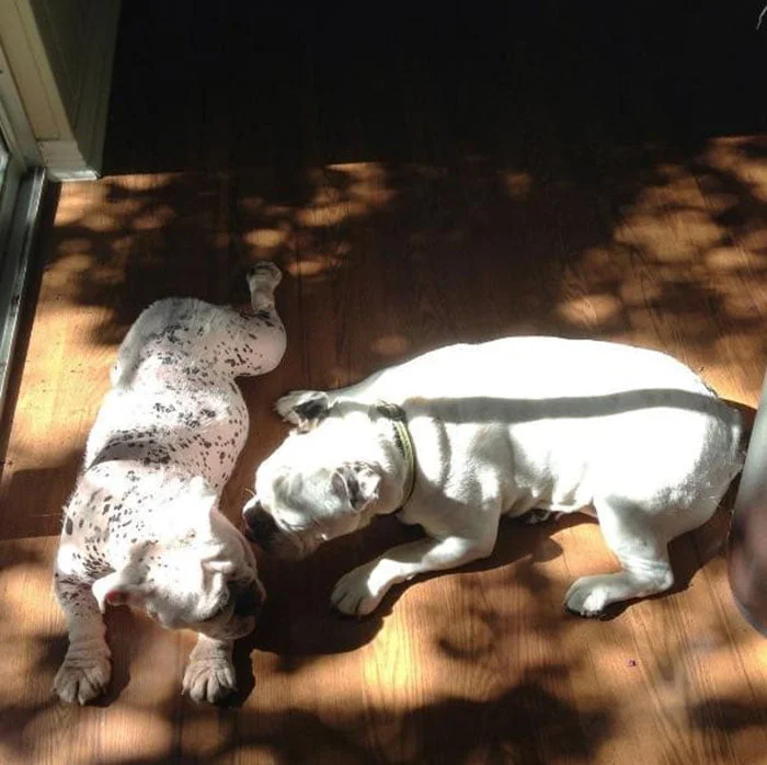 Schnitzel y su hermano