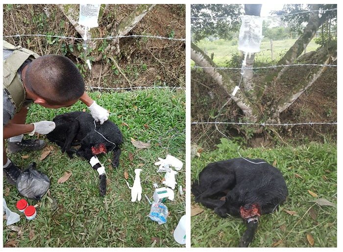 Soldados Colombianos salvaron a un perro