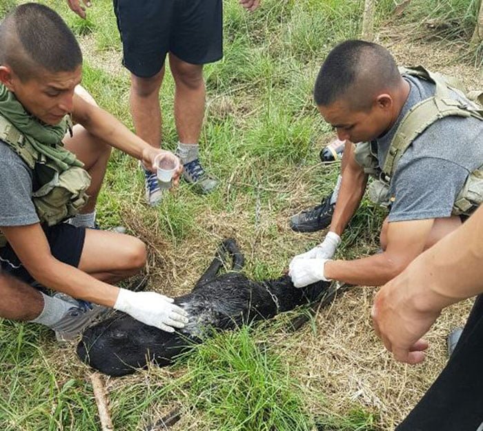 Soldados curaron y salvaron a un perro