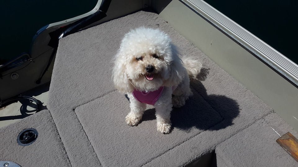 Tabitha vuelve a casa