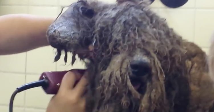Transformación de poodle Transformación de poodle
