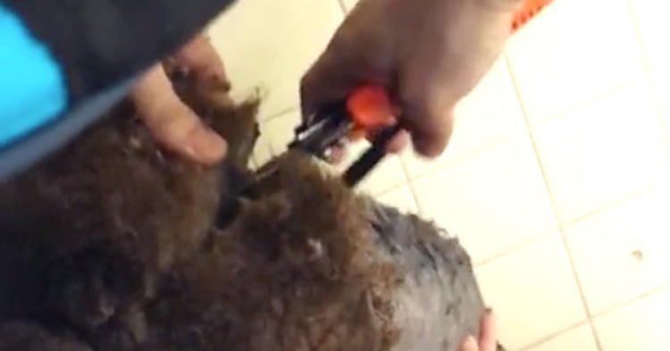 Transformación de poodle