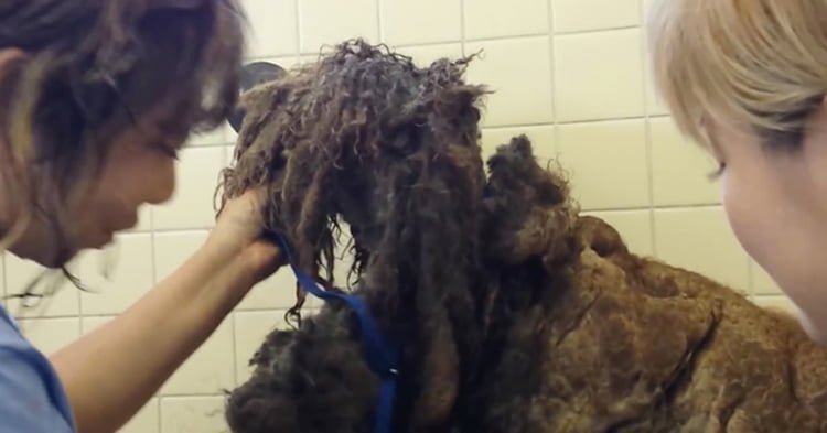 Transformación de poodle