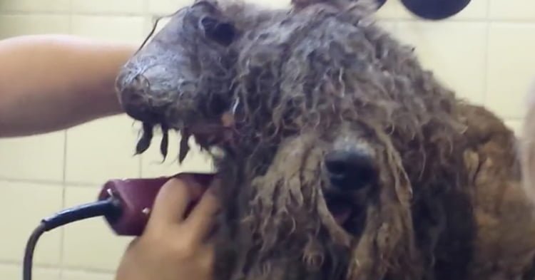 Transformación de poodle