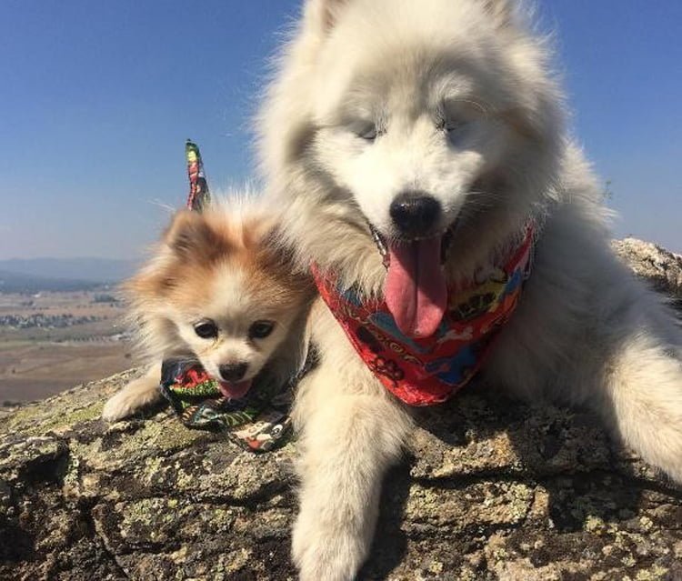 Zen y Hoshi amigos perrunos